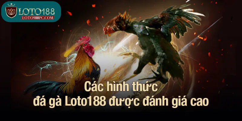 Các hình thức đá gà Loto188 được đánh giá cao