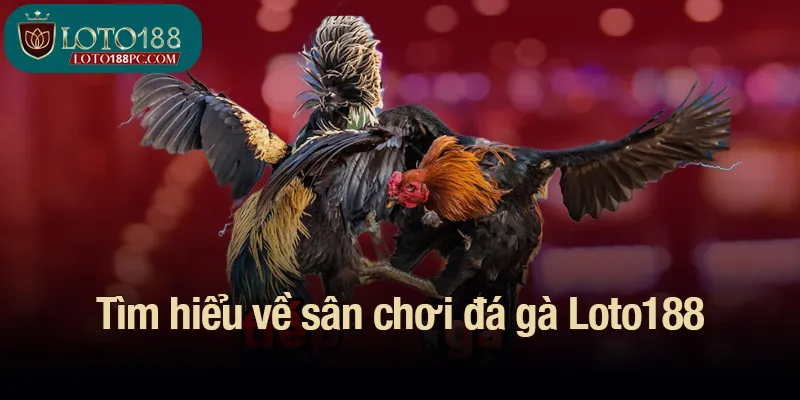 Tìm hiểu về sân chơi đá gà Loto188