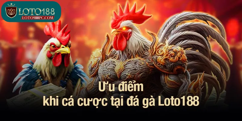 Ưu điểm khi cá cược tại đá gà Loto188